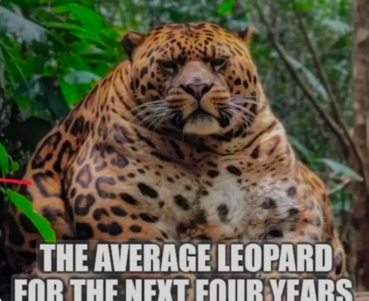 A large, overweight leopard with a sad, unimpressed expression sits in a green, leafy jungle environment. The image has…