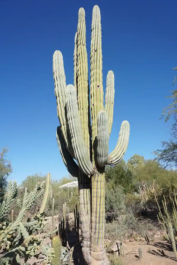 A tall, multi-armed saguaro cactus stands against a clear blue sky in a desert landscape, with other cacti and shrubs…