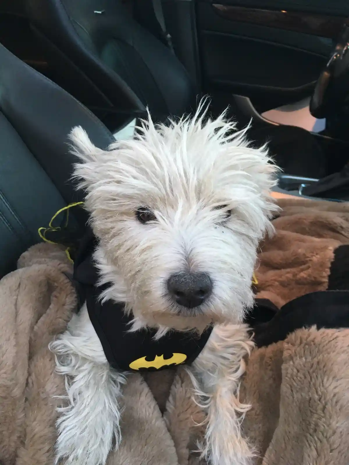 A fluffy white dog sits in a car seat, wearing a black Batman-themed harness with a yellow bat symbol, looking directly at…