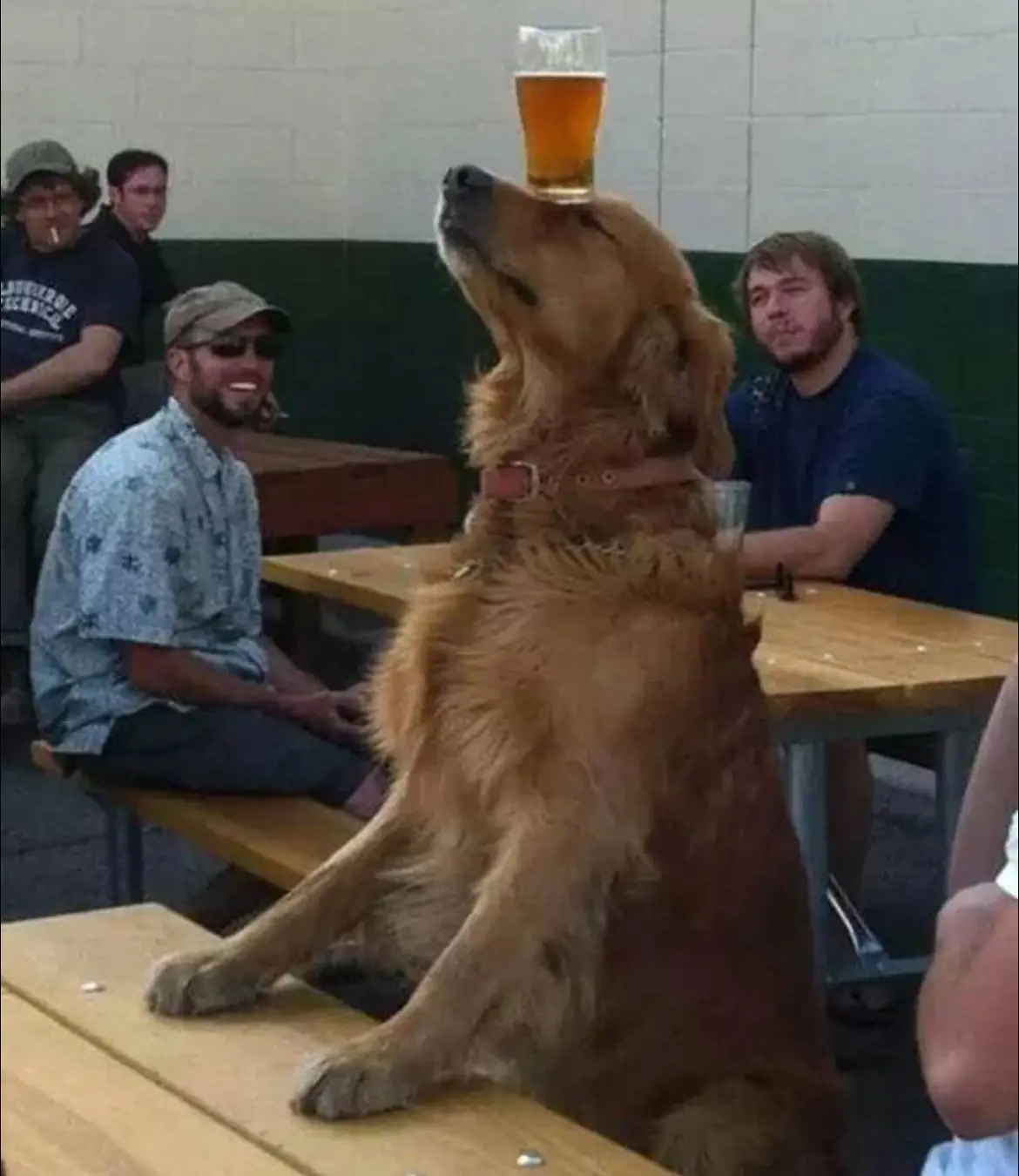A golden retriever sits upright on a wooden picnic table, balancing a full glass of amber beer on its nose while several men…