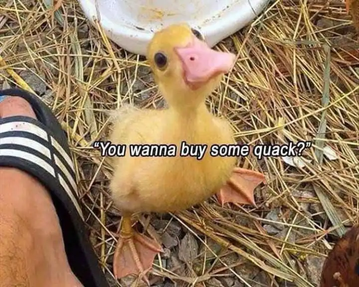 A small, fluffy yellow duckling stands on dry grass next to a person's foot in a black and white striped sandal. The…