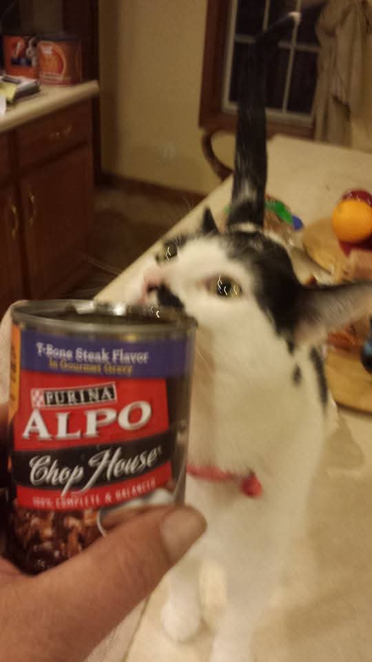 A black and white cat with a red collar is eagerly sniffing or licking a can of Purina Alpo Chop House T-Bone Steak Flavor…