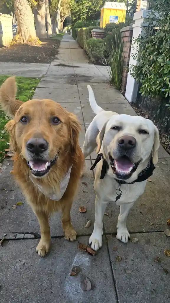 Two dogs, a golden retriever and a yellow lab, stand on a sidewalk looking at the camera. The golden retriever on the left…