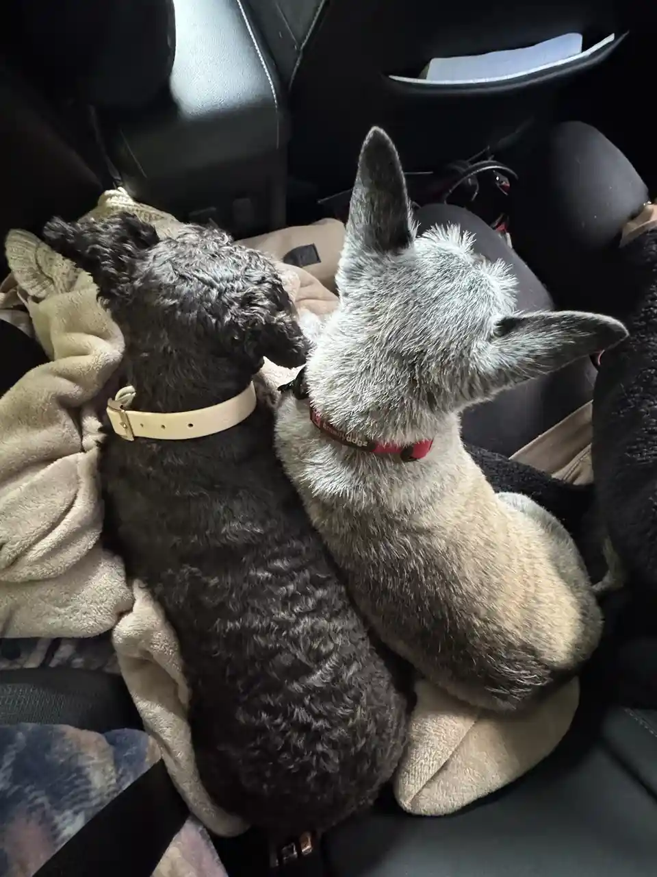 Two dogs, one black and one gray, sit side-by-side on a blanket in a car seat, both facing forward with their backs to the…