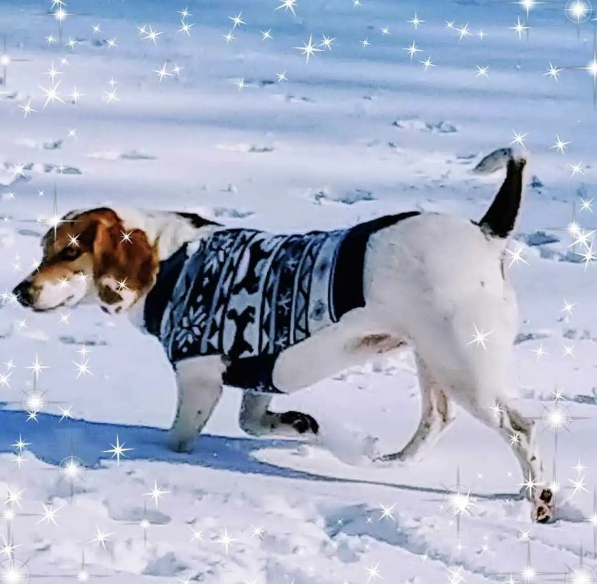 A beagle dog wearing a festive blue and white patterned sweater walks through a snowy landscape, with sparkly star filter…