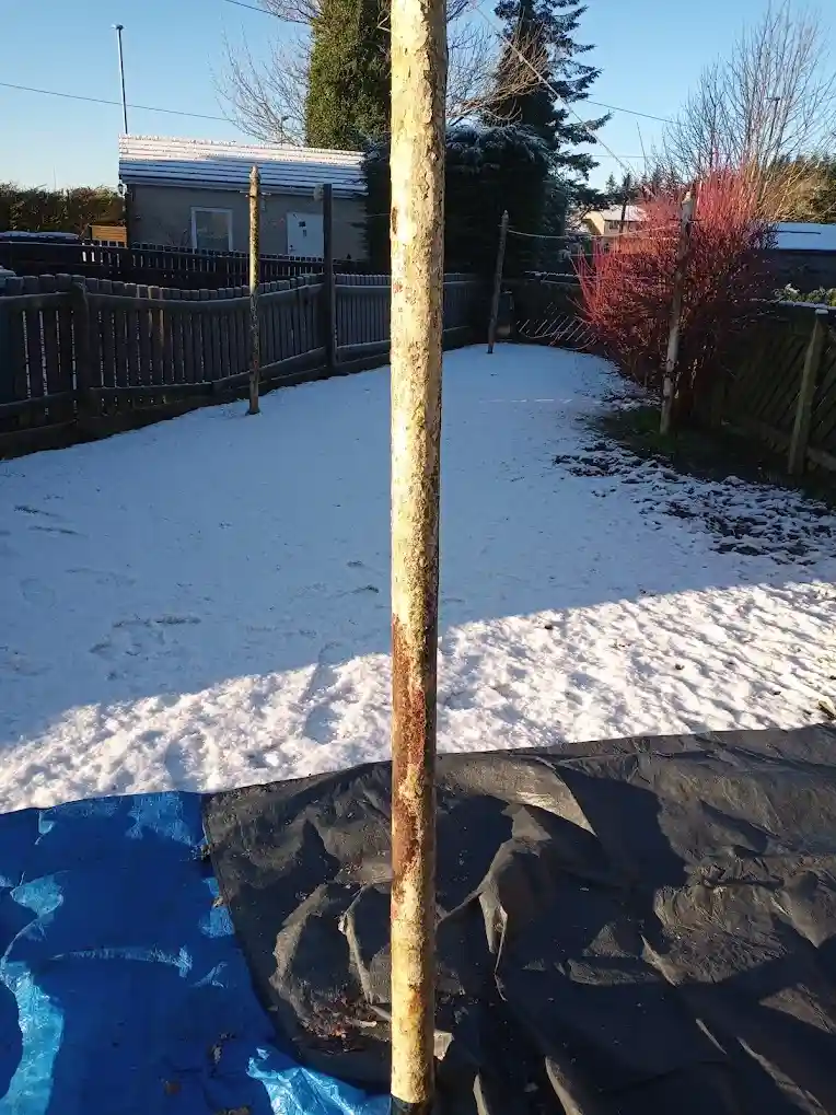A close-up photo of a bare, light-barked tree trunk standing in a snowy backyard, with a blue and black tarp spread on the…