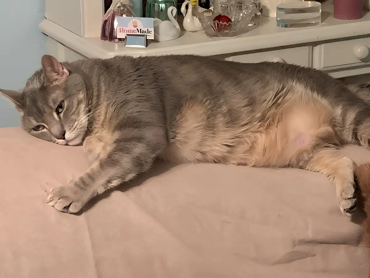 A gray tabby cat is lying on its side on a pink bedspread, exposing its belly and looking relaxed. Behind the cat is a white…