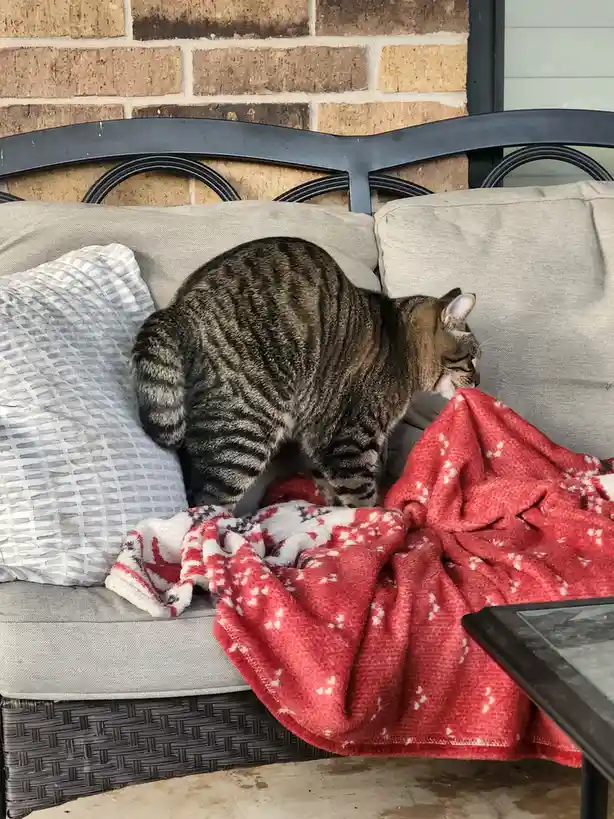 Meet Kitty Boy Floyd: The Adorable Feline Star