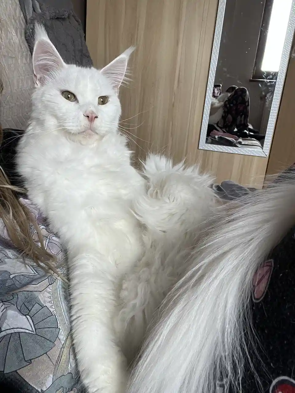A fluffy white cat with green eyes sits upright on a patterned blanket, looking directly at the camera with a calm, slightly…