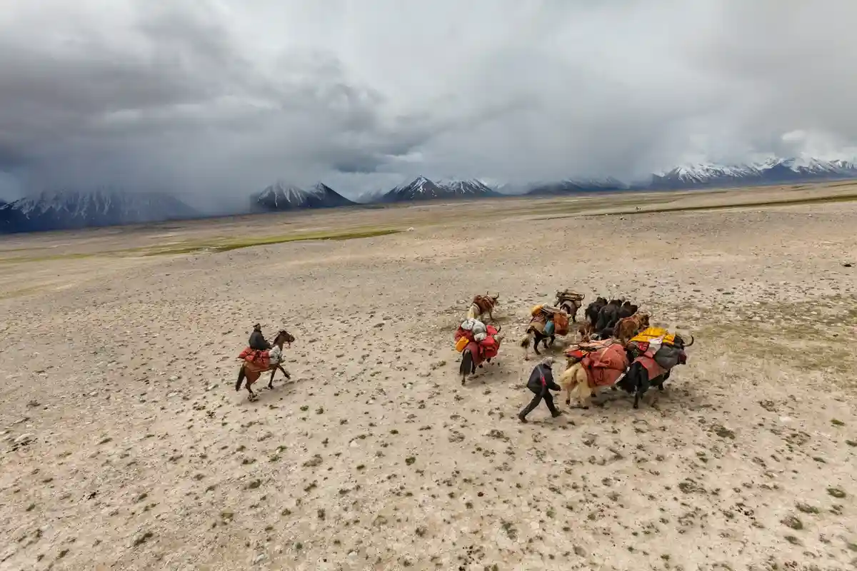 A wide shot shows two people guiding a herd of yaks across a barren, cracked plain under a cloudy sky, with snow-capped…