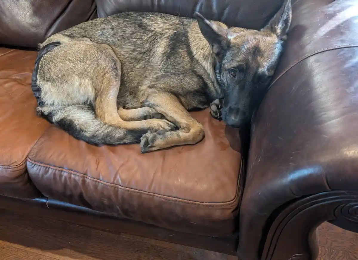 A brindle-coated dog with pointed ears is curled up on a brown leather couch, looking sleepy and unbothered. The dog's head…