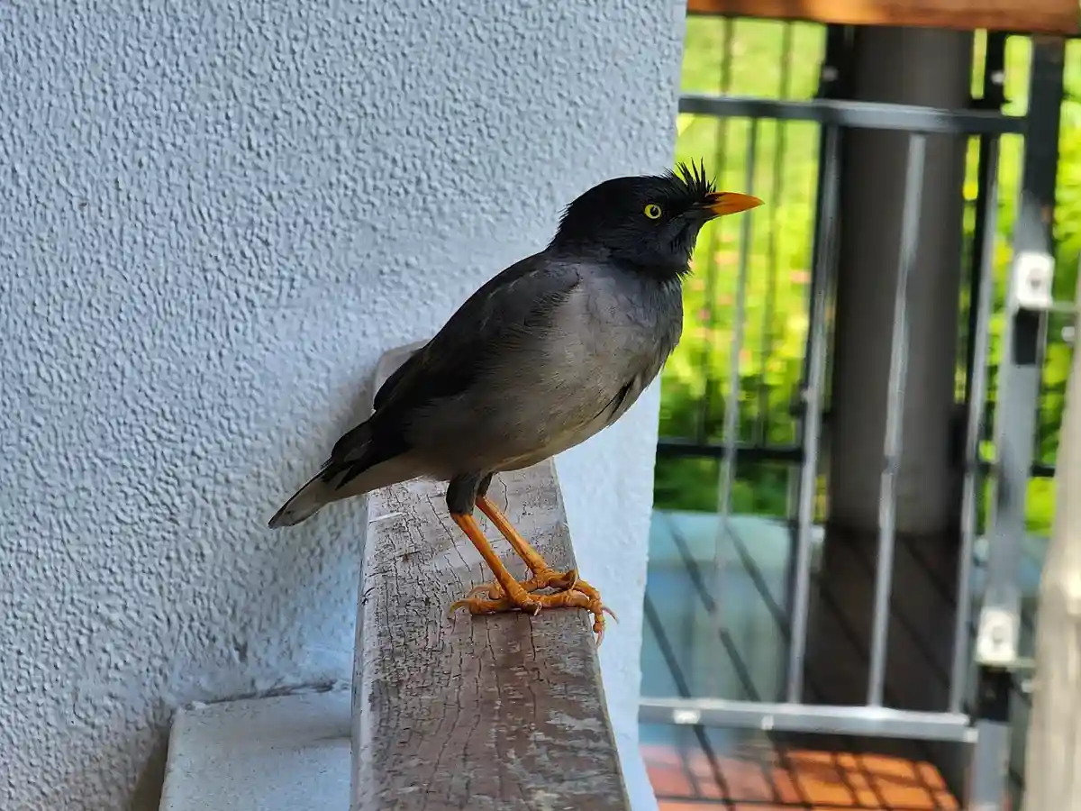 Adorable Birb Moments