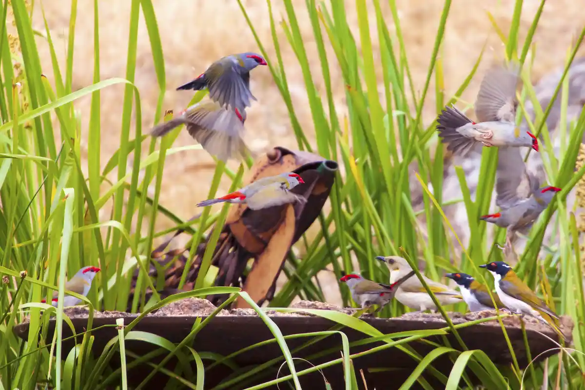 A group of small birds with red beaks and grey bodies are gathered around a dark, hat-shaped object in tall green grass…