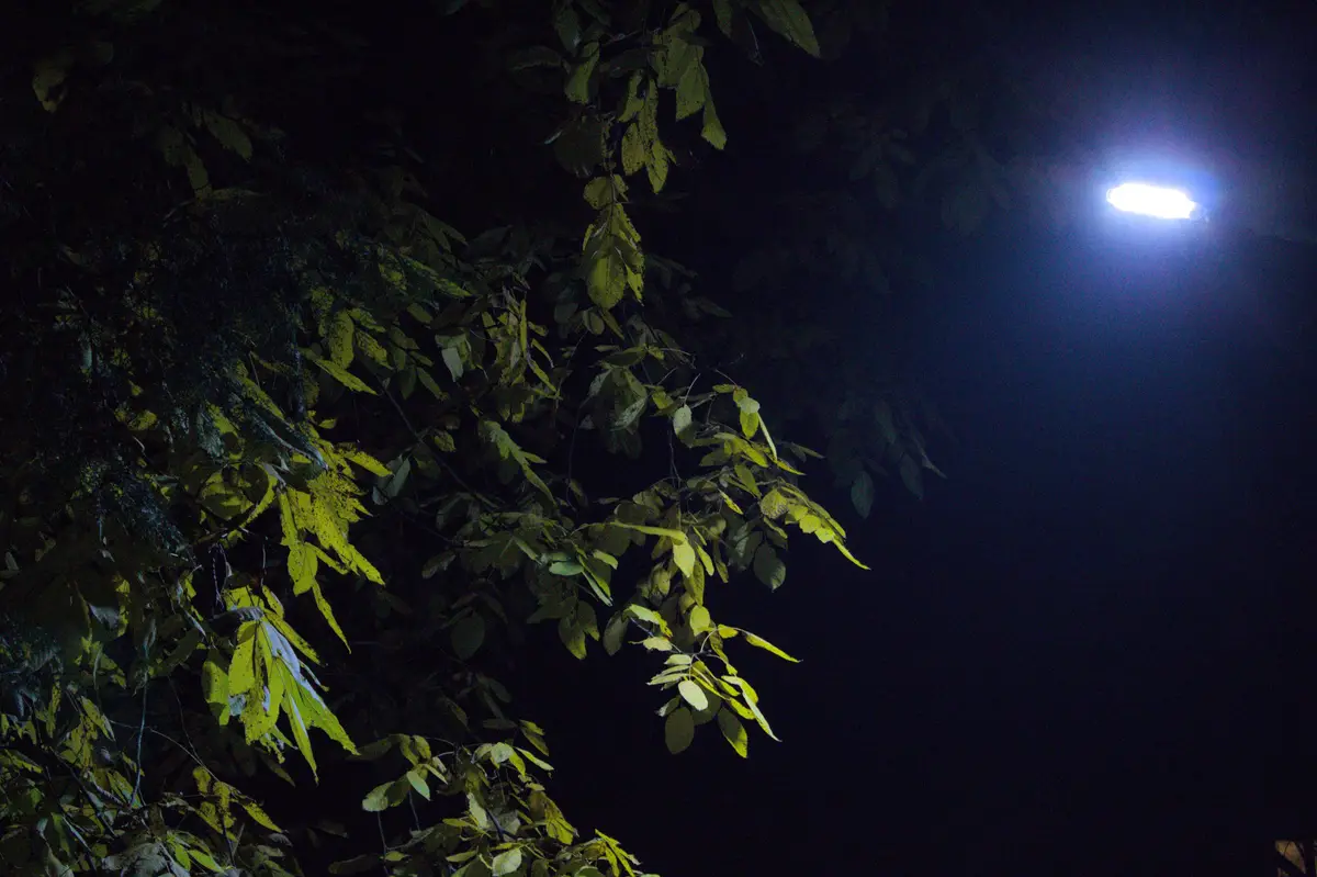 A nighttime photo shows tree branches with yellow-green leaves illuminated by a bright, artificial streetlight in the upper…