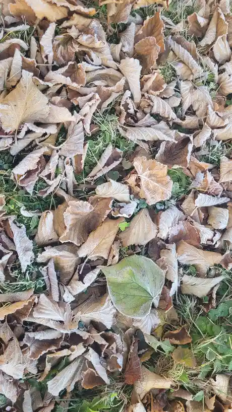 A close-up photo shows a ground covered in brown, dried autumn leaves and green grass, all dusted with white frost. One…