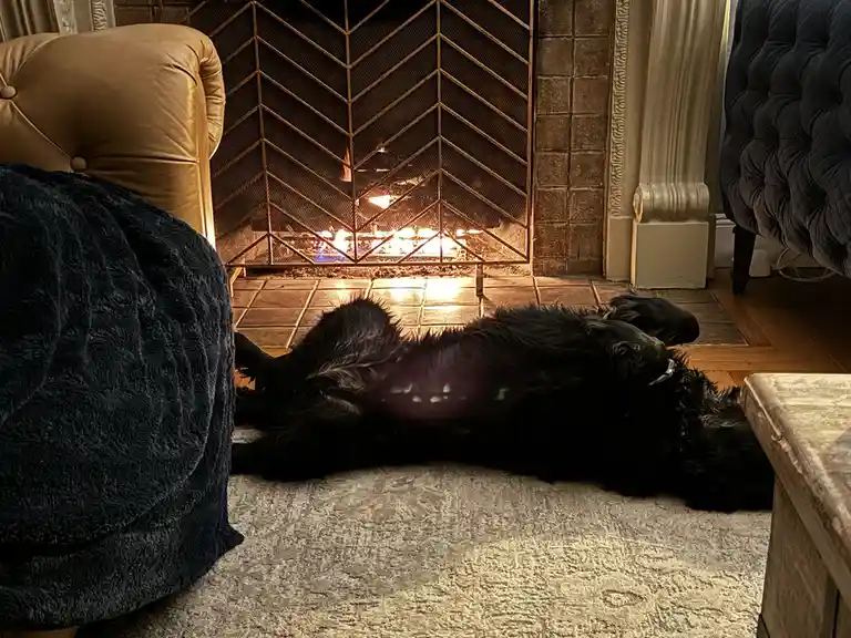 A black dog lies on its back on a rug in front of a lit fireplace, belly exposed, with a tan and a dark tufted armchair…