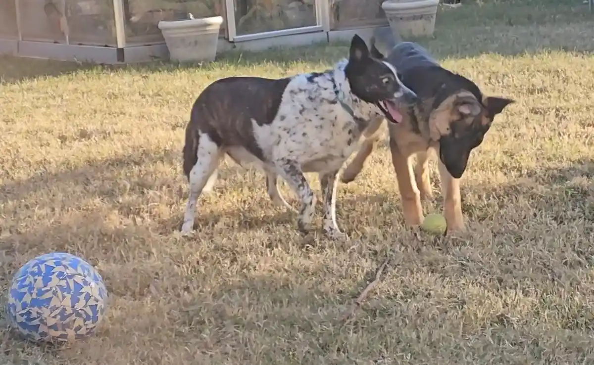 Two dogs are in a grassy yard; one is a black-and-white speckled dog with its mouth open, looking at the camera, while the…