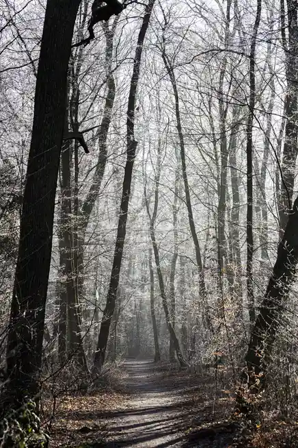 A serene forest path lined with bare trees, their branches dusted with frost or snow, leading into a hazy distance under…