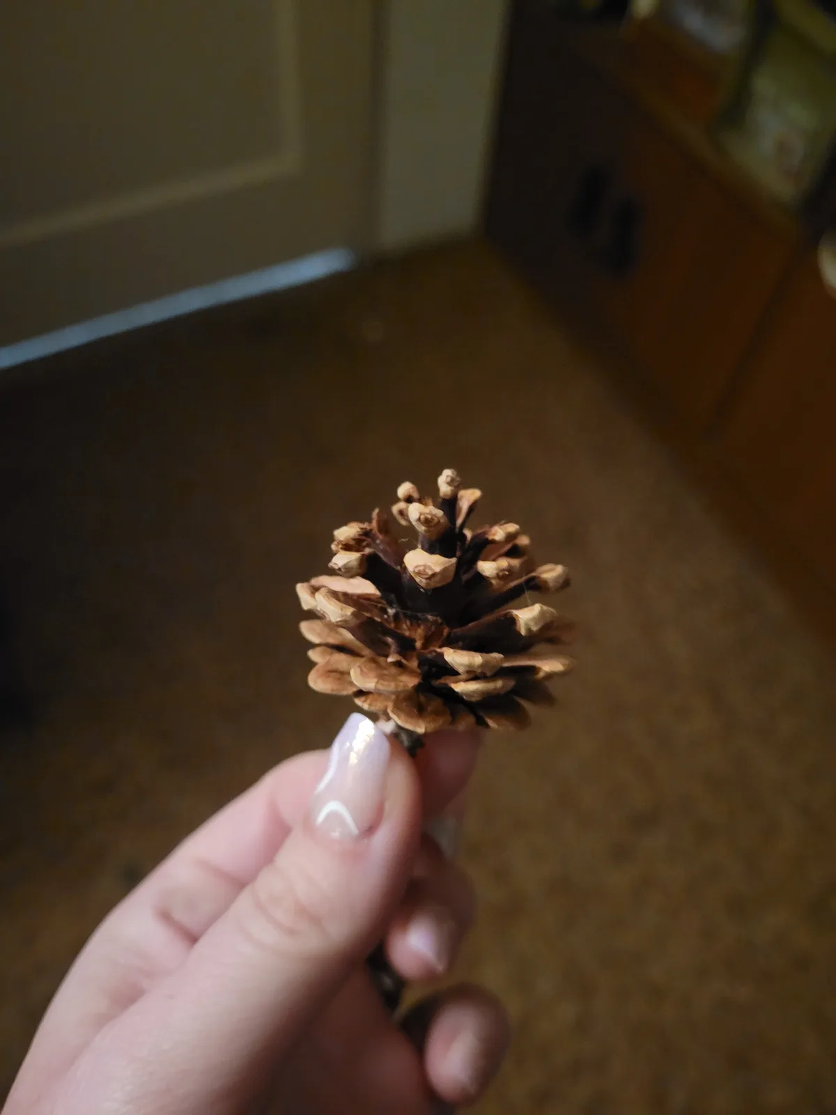 Join Team Pinecone for some fun!