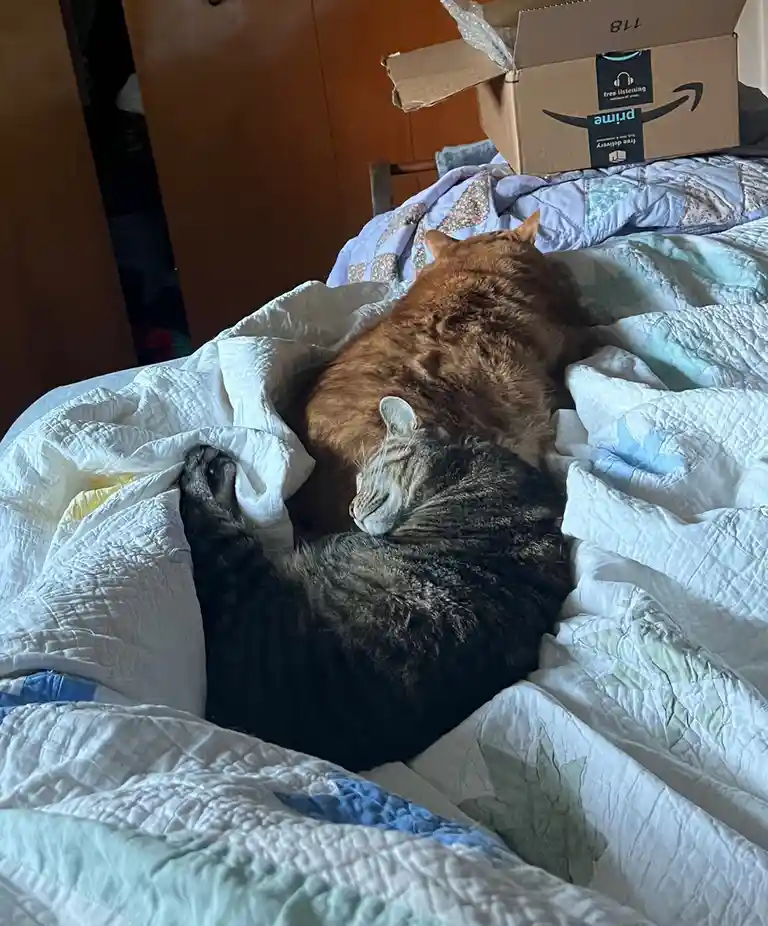 Two cats are curled up together on a rumpled bed, one orange and one tabby, both appearing to be sleeping. An Amazon Prime…