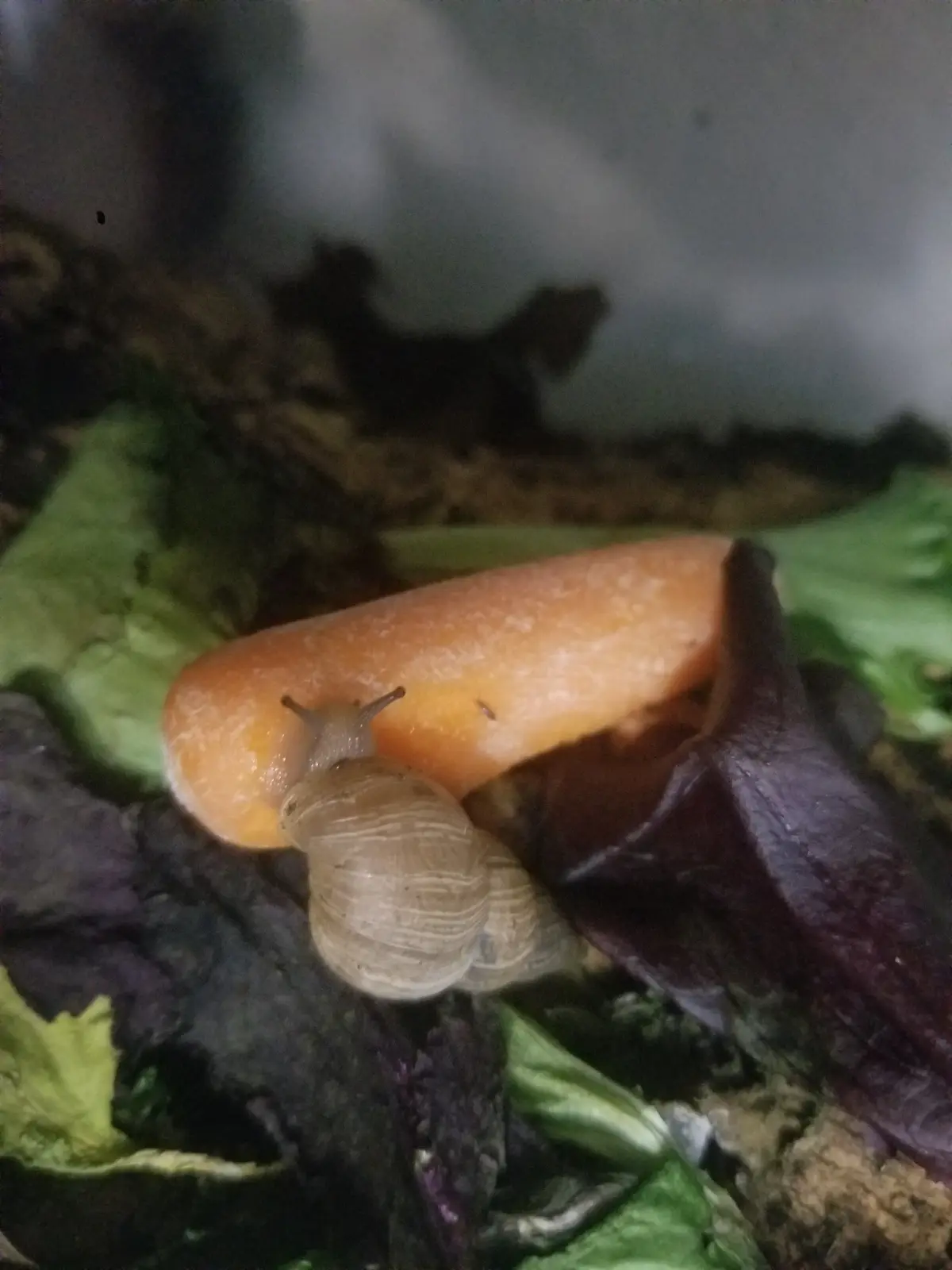 A small snail with a light brown, ribbed shell is crawling on a bright orange carrot, which is resting on dark purple and…