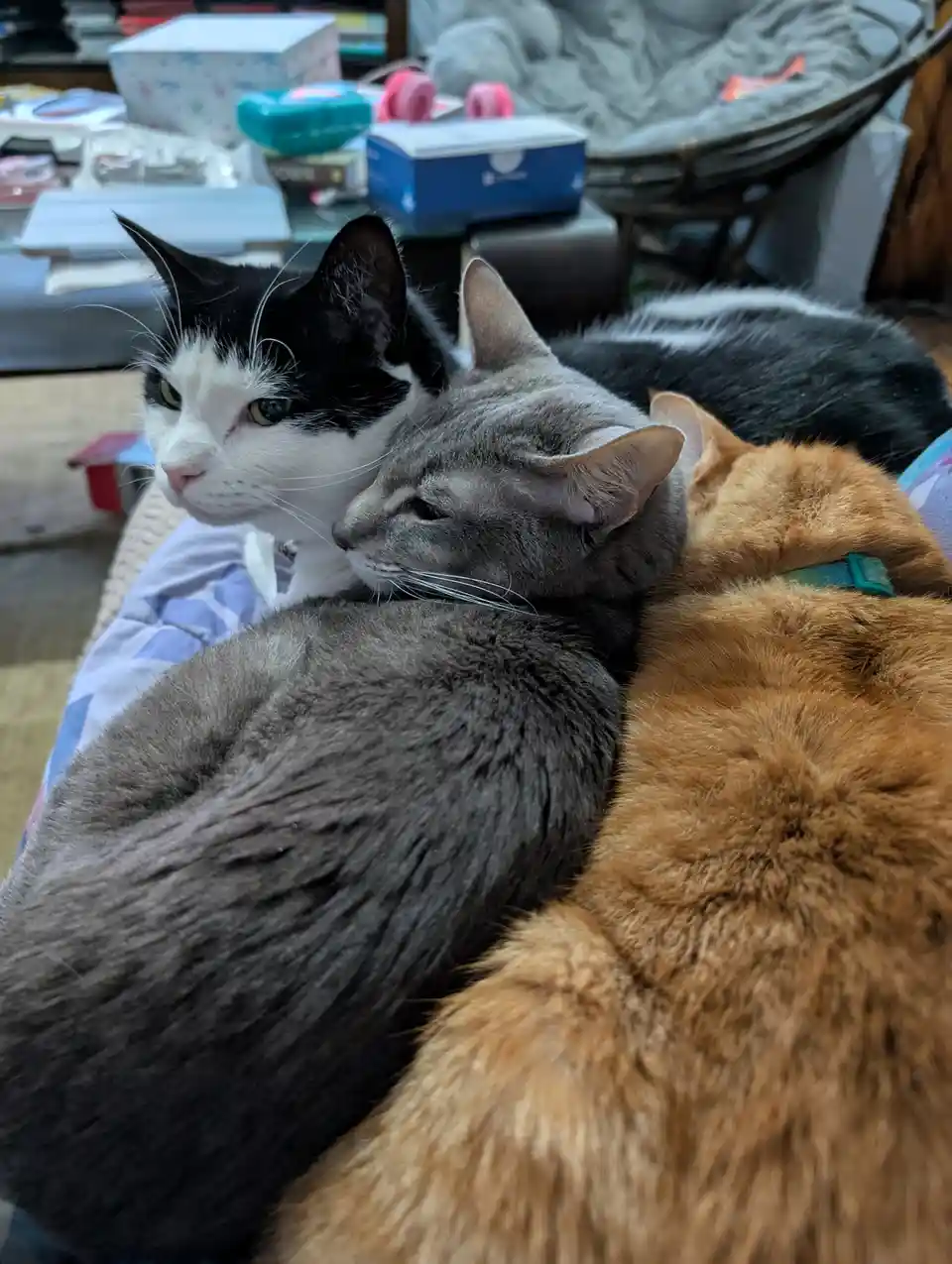 Three cats are snuggled together on a couch: a black-and-white cat looks away with a stern expression, a gray cat rests its…
