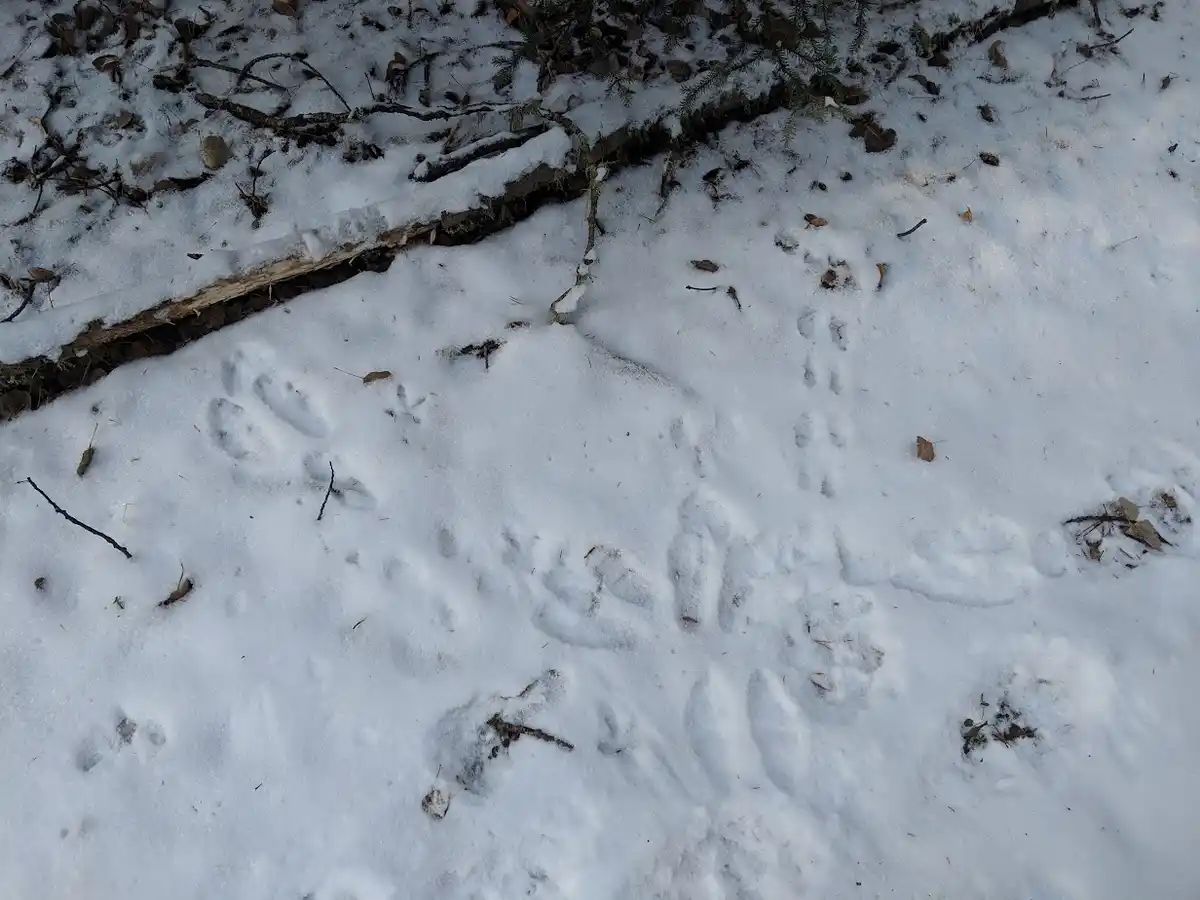 A close-up photo of animal paw prints in fresh snow, showing a trail leading away from the viewer, with some prints…