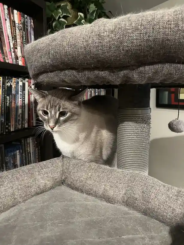 A grey and white cat peeks out from under a grey fabric cat tree, looking directly at the camera with wide, alert eyes…