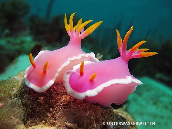 two vibrant pink sea slugs, likely a species of nudibranch, are shown side by side on a textured underwater rock. Their…