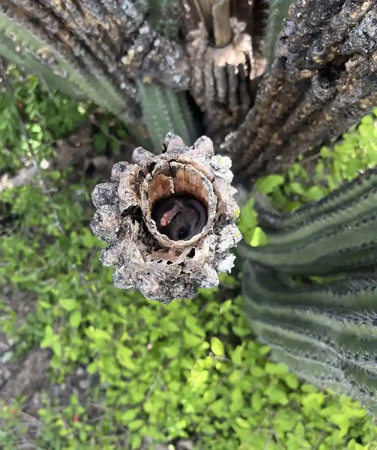 A small, dark-furred mouse peeks out from inside a hollow, weathered cactus stem, with its pink paw visible. The surrounding…