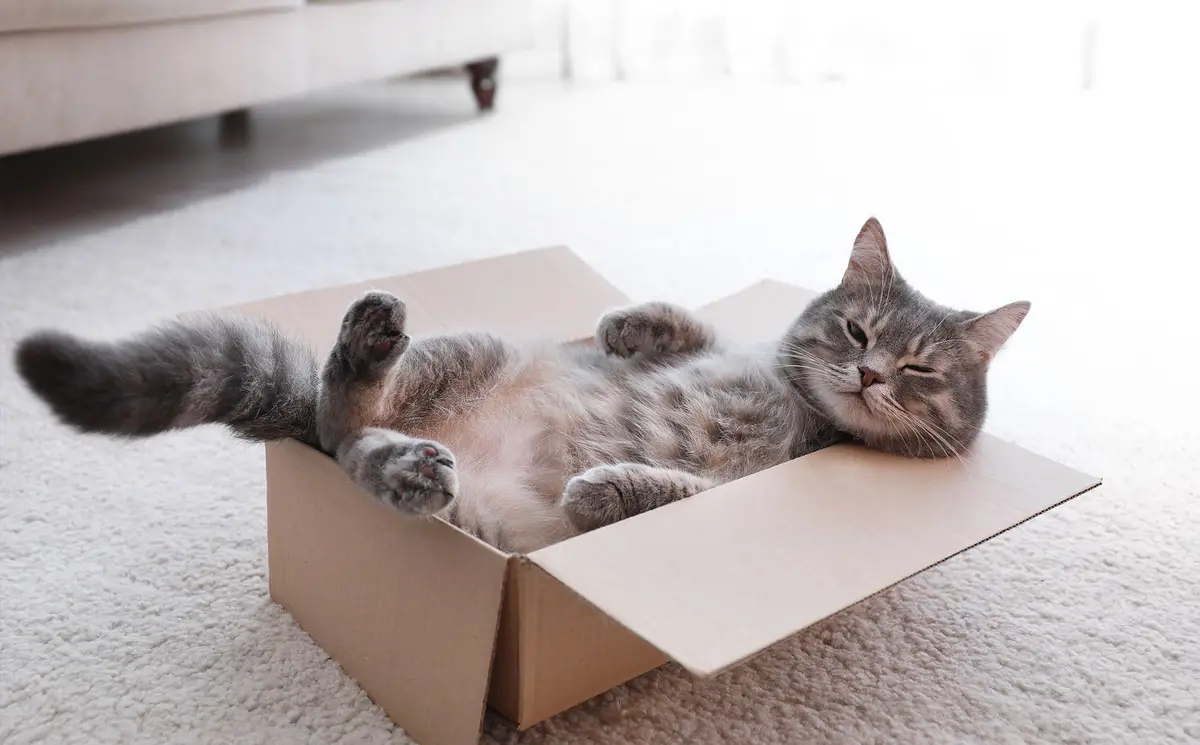 a gray tabby cat is lying on its back inside an open cardboard box on a white carpet, paws up, eyes half-closed in a…