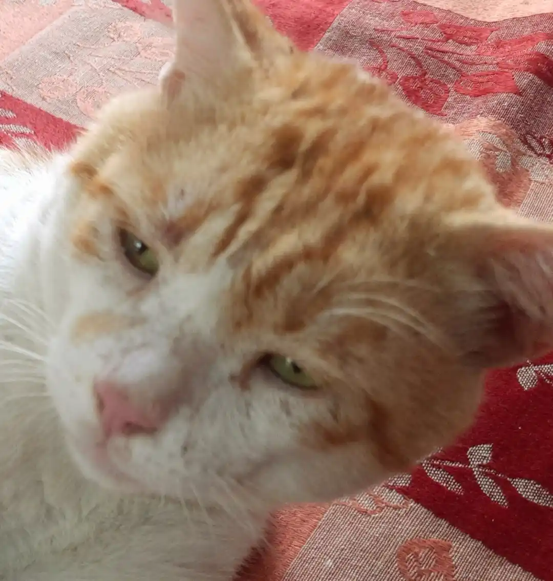 A close-up photo of an orange and white cat with green eyes, looking directly at the camera with a sleepy, unimpressed…