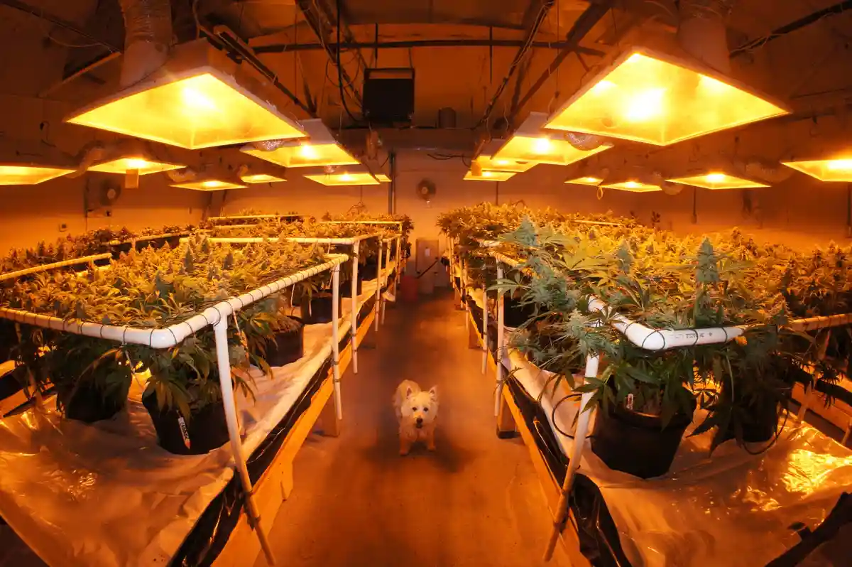 A small white dog stands in the center aisle of a large indoor cannabis grow operation, surrounded by rows of potted…