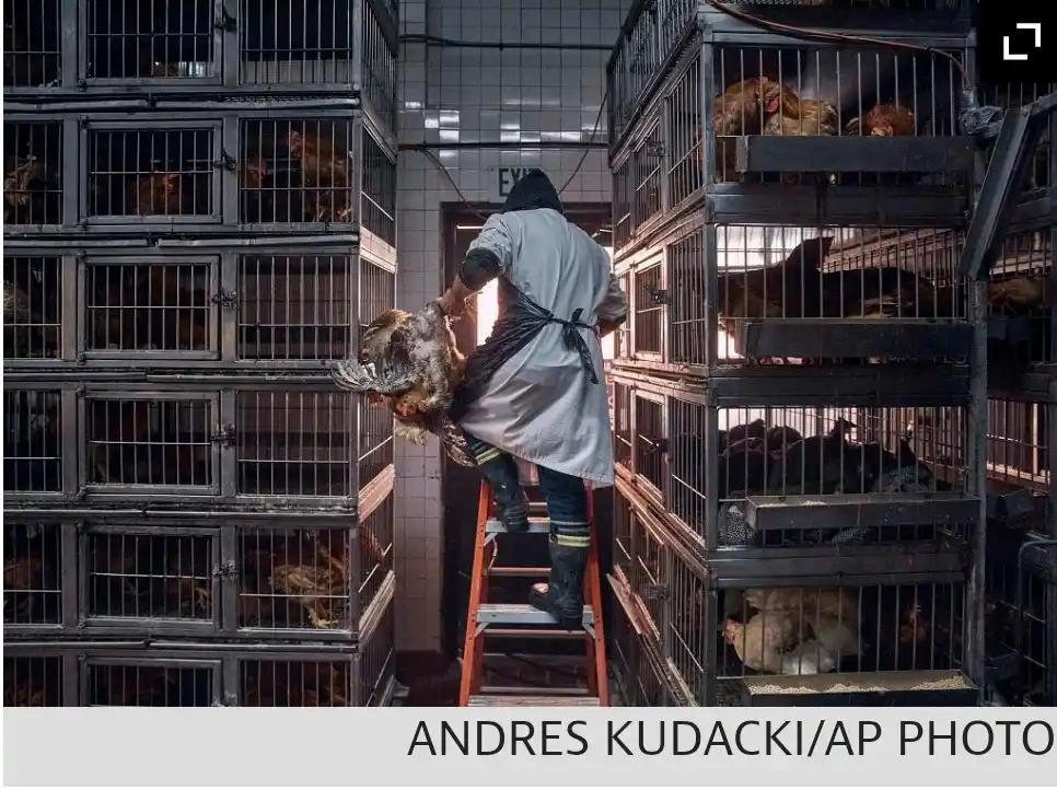 A person in a white coat and black apron stands on a red ladder between tall stacks of metal cages filled with chickens…