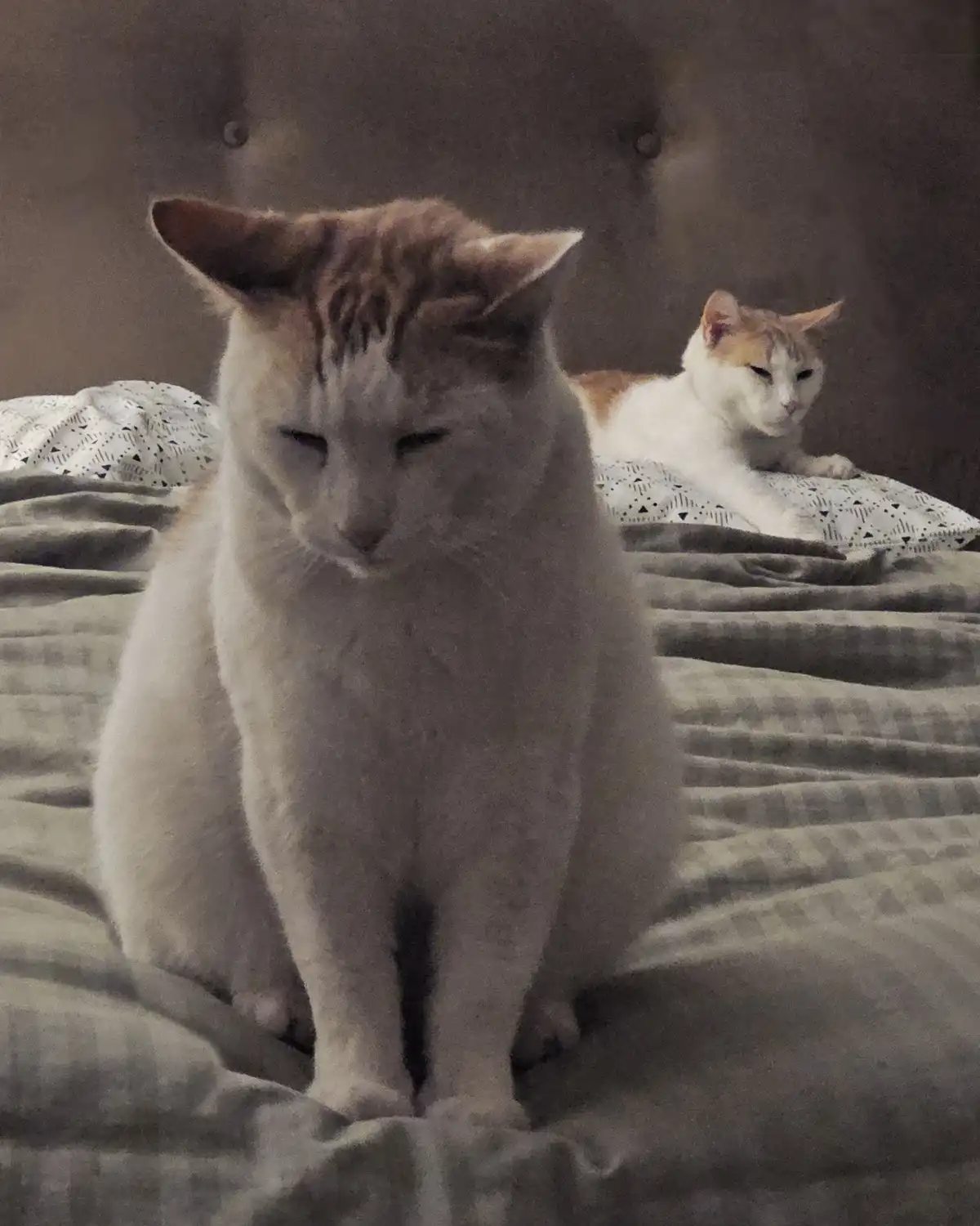 Two cats sit on a bed with a dark headboard; the foreground cat has a grumpy, half-closed-eyed expression while the…