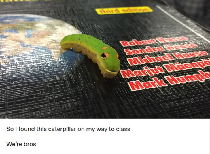 A green caterpillar with blue spots and large eyes sits on a black book cover featuring red author names like Robert Haese…