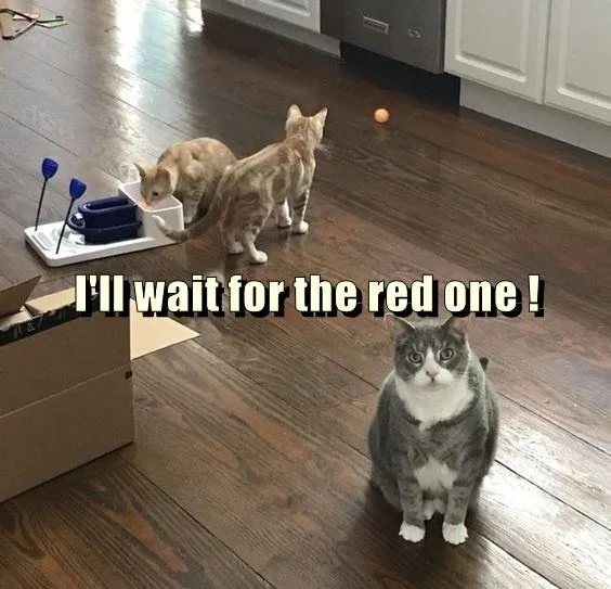 A Cat's Ultimate Dream: Catching the Elusive Red Dot!