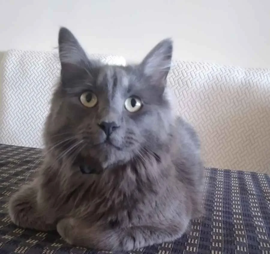 A fluffy gray cat with wide, startled-looking eyes sits on a patterned couch, staring directly at the camera. The image has…