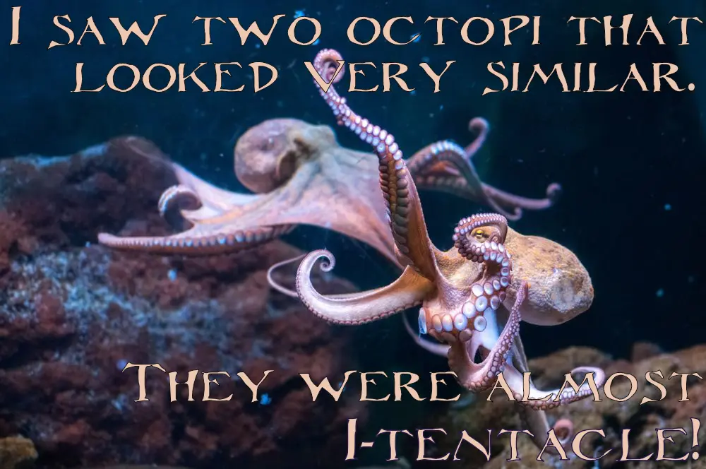 The image shows two octopuses in an aquarium setting, with one in the foreground and another slightly behind it. The text…