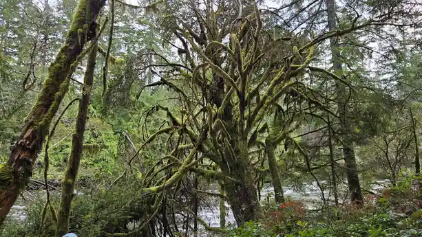 A moss-covered tree in a dense, green forest with a river visible behind it. The overlaid text reads 'i'm not lazy, i'm in…