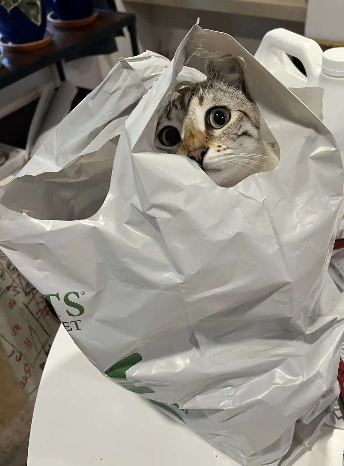 A tabby cat with wide, startled eyes peeks out from inside a crumpled white plastic bag, which has green text partially…