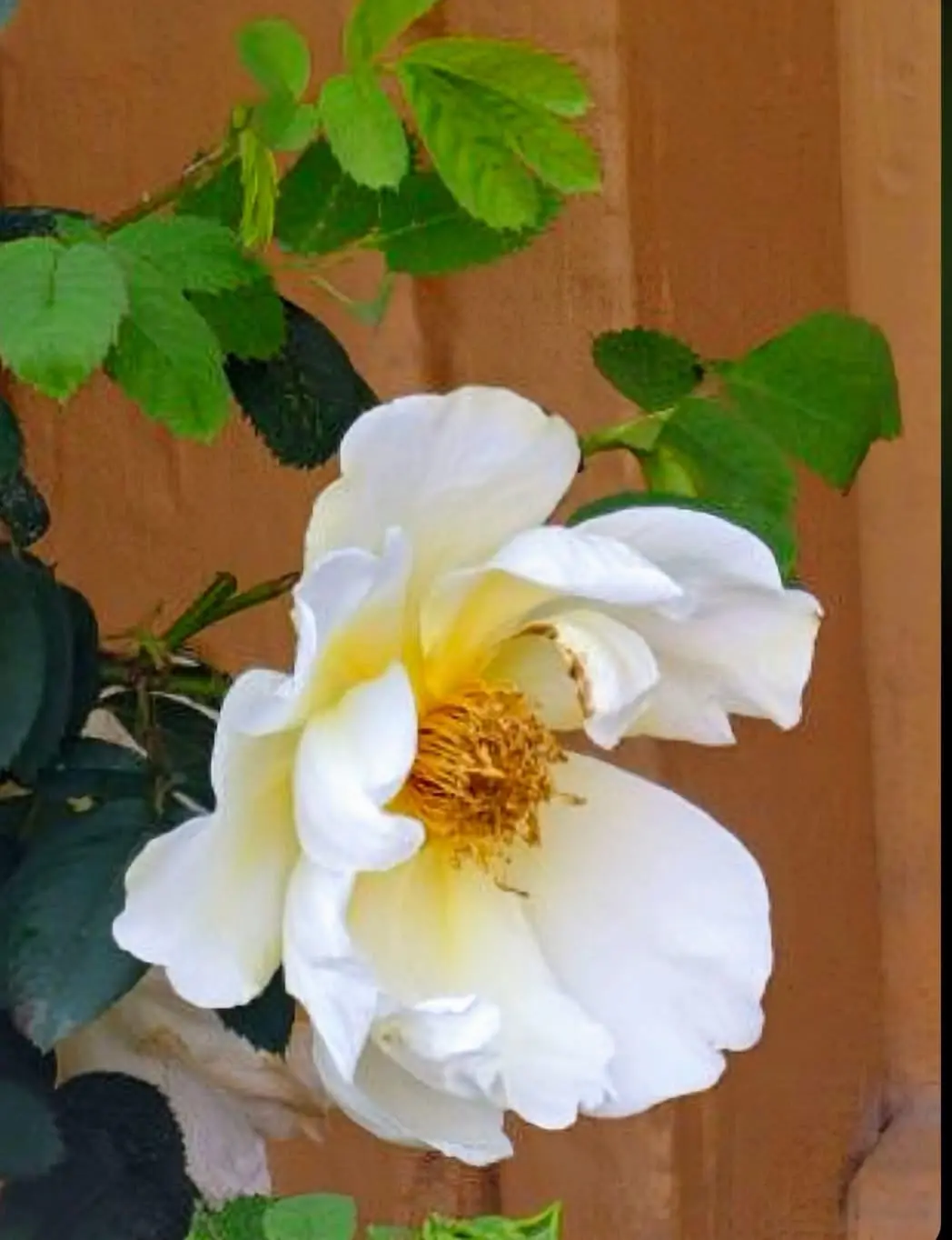 A close-up photo of a white rose with a yellow center and green leaves against a brown wooden background. The overlaid text…