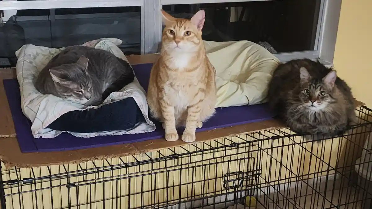 Three cats are resting on a makeshift perch atop a black wire cage. A gray tabby sleeps curled on a pillow on the left, an…