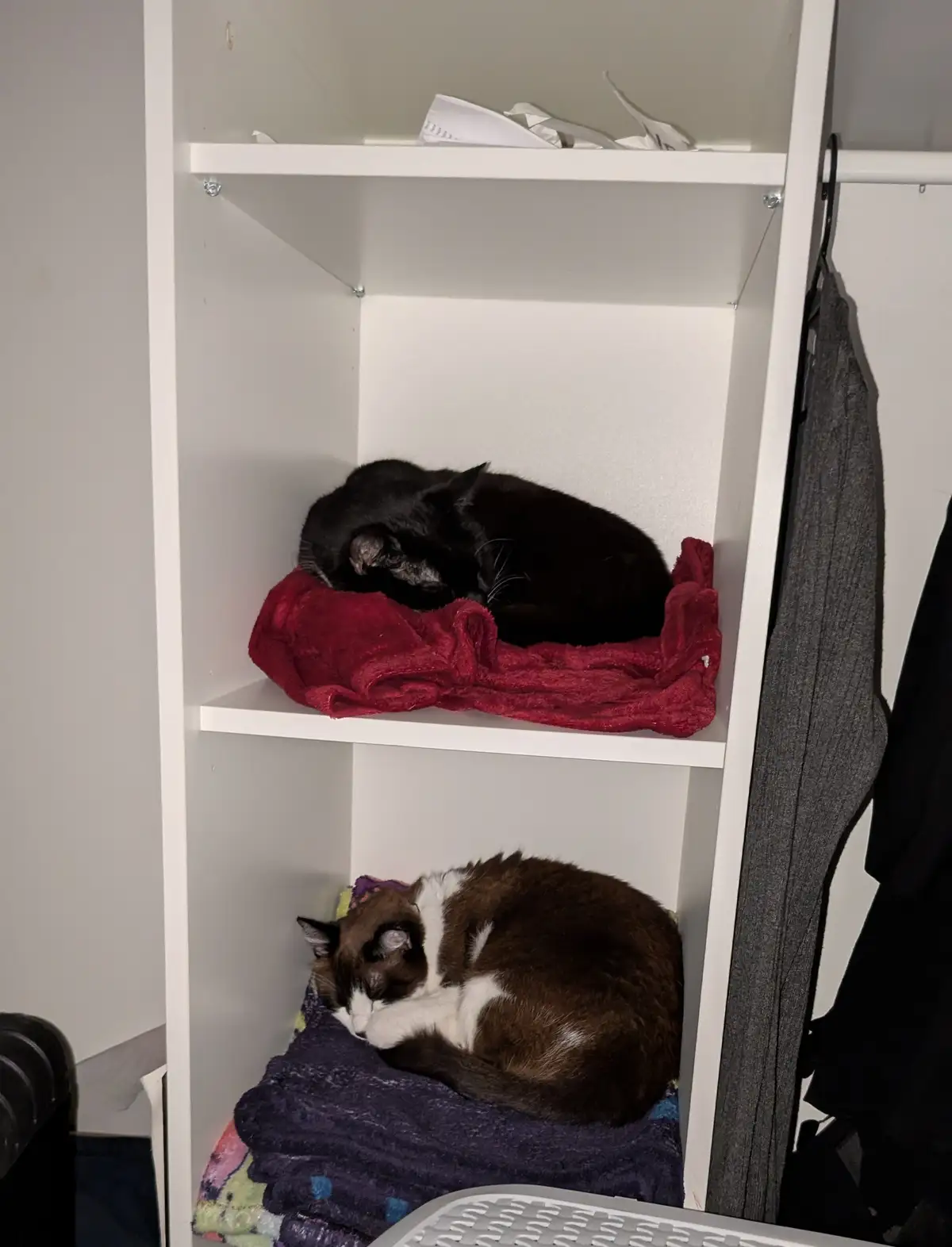 Two cats are sleeping peacefully on separate shelves inside a white closet; the top shelf holds a black cat on a red…