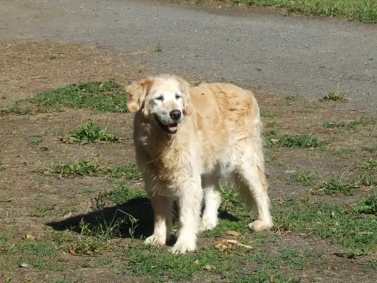 A golden retriever stands on a patchy grass and dirt path, looking slightly sleepy with one eye partially closed, mouth…