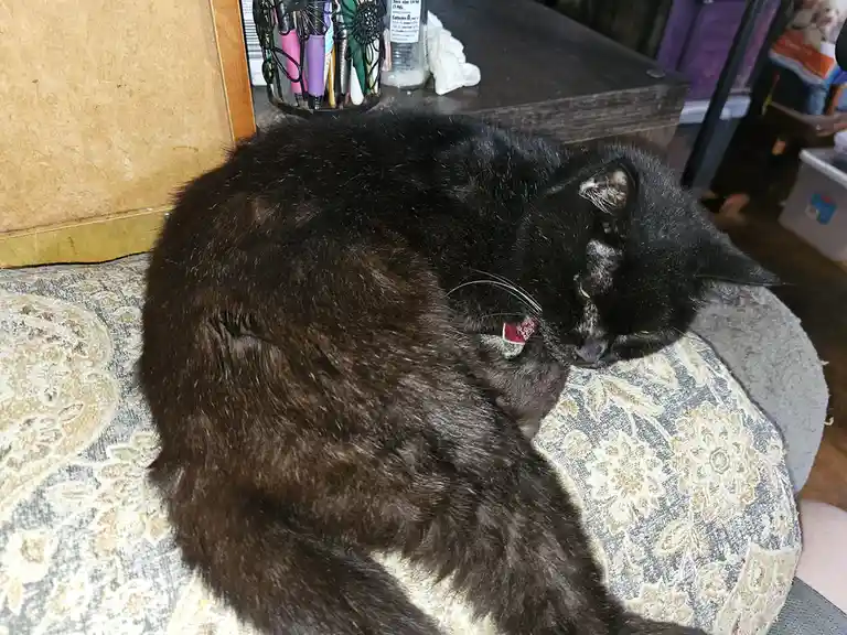 A fluffy black cat is curled up and sleeping on a patterned cushion, its eyes half-closed. The cat has a small red tag on…
