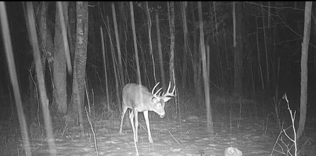 On the Hunt for Acorns: A Rutting Adventure
