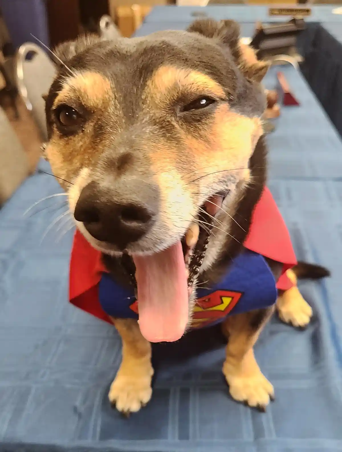 A close-up photo of a scruffy, brown and black dog wearing a Superman costume with a blue shirt and red cape, sitting on a…