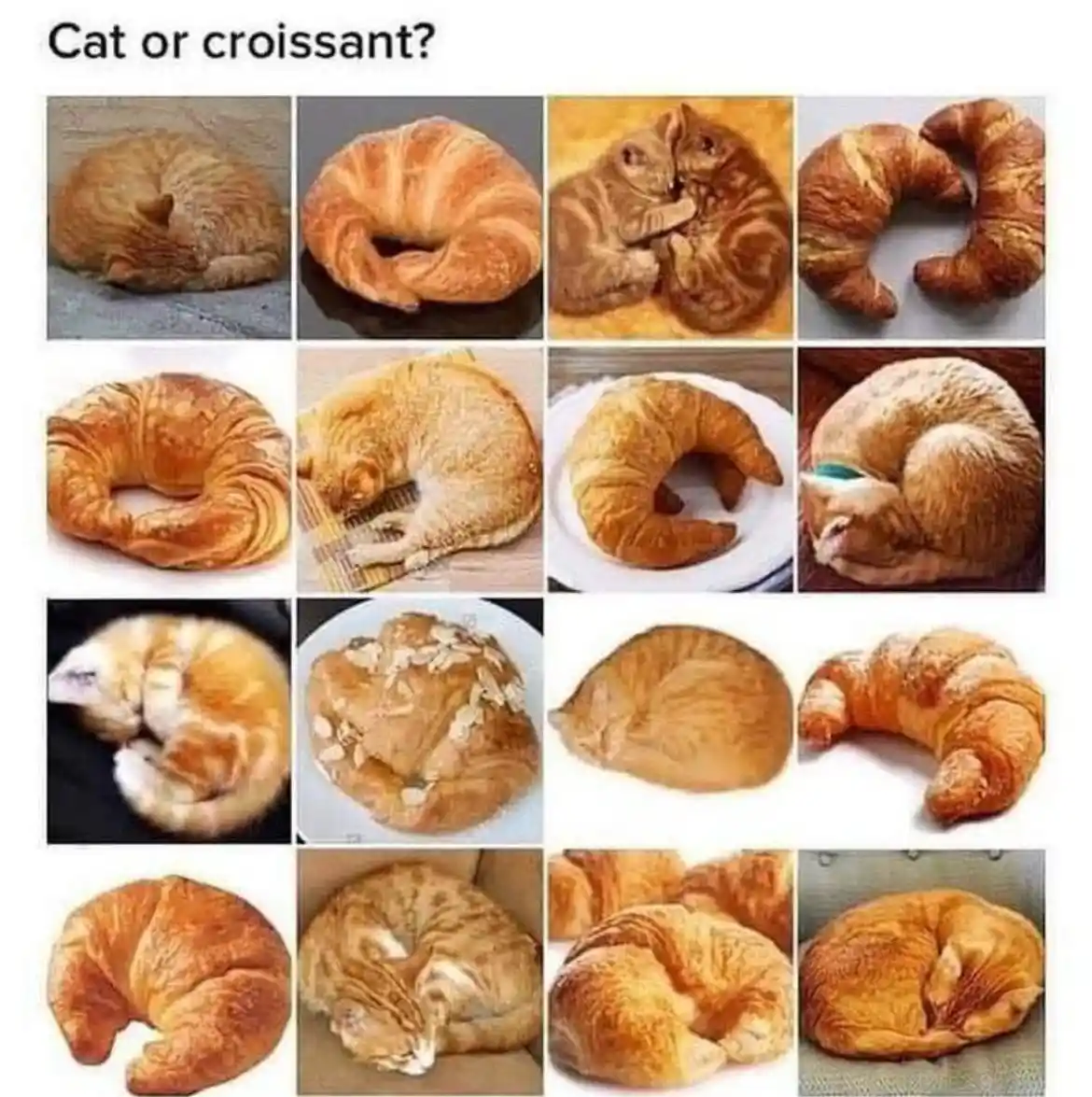 A grid of 16 images shows various sleeping cats and croissants arranged side-by-side, making it visually difficult to…