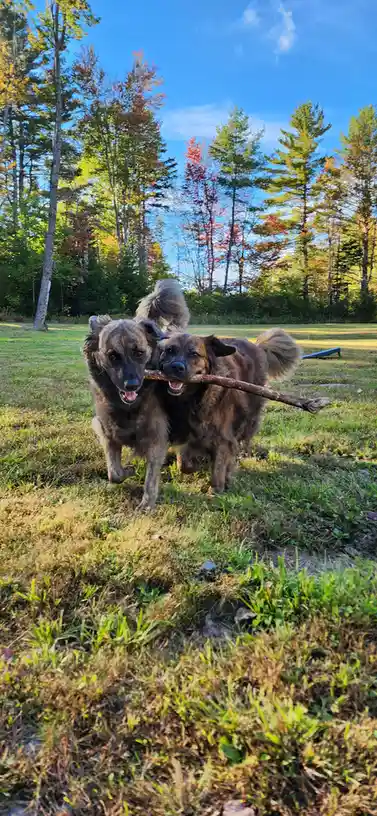 Two medium-sized, brindle-coated dogs are running toward the camera across a grassy field with autumn-colored trees in the…